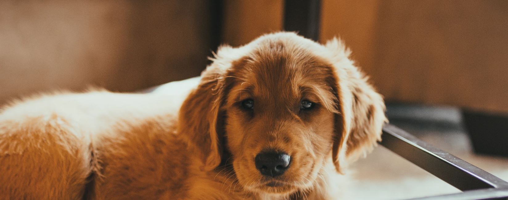 Pet Friendly Hotel New Orleans Q&C HotelBar New Orleans is